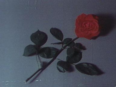New Rose