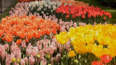 Tulips From Amsterdam