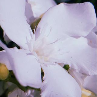 HL