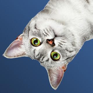 TE