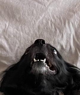 Y