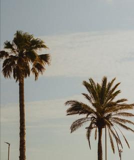 SP