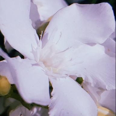 HL