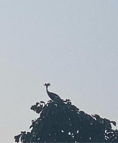 JW
