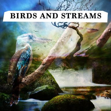 The Sound of Birds