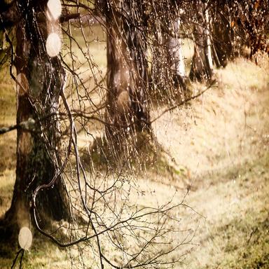 Hypnotic Heavy Forest Rain Rising and Falling