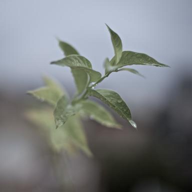 Gentle Rain for Babies