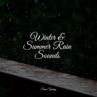 Rain, Light, Forest, Leaves