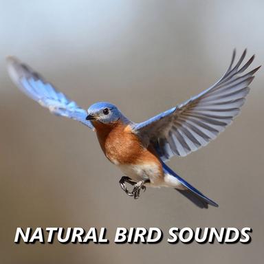 Harmonious Tropical Bird Recording