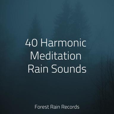 Forest, Calm Wind, Birds, Insects