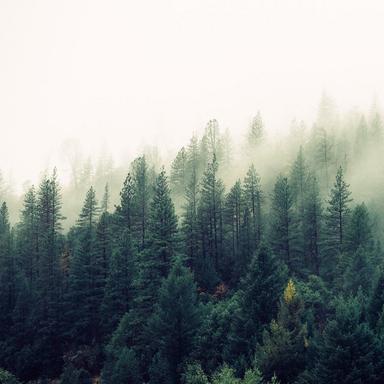 Dream