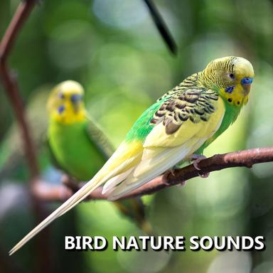 Refreshing Garden Bird Sounds