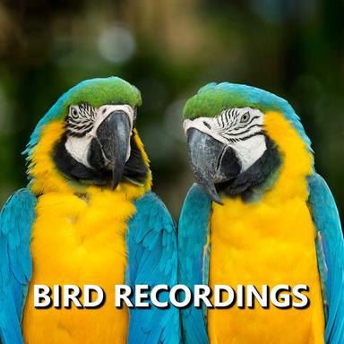 Cultivated Summer Bird Recording