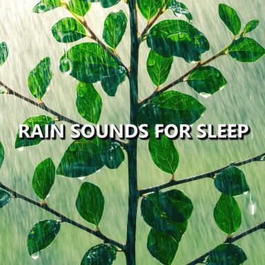 Stirring Morning Rain Sounds
