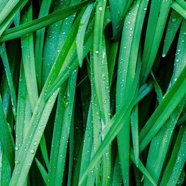 Tranquil Trickle Melody