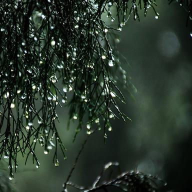 Jungle Rains