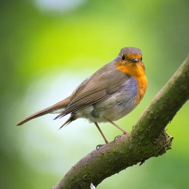 Birds