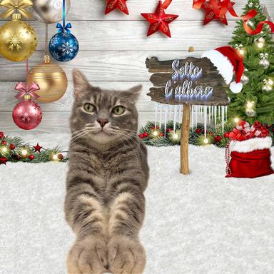 Santa tell me