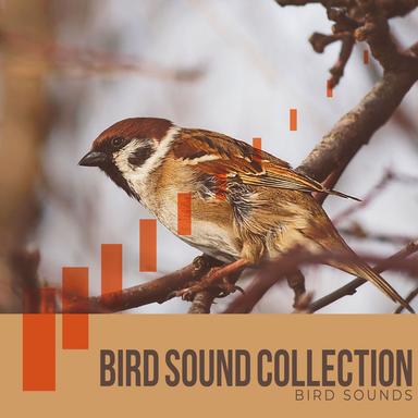 Bird Melody
