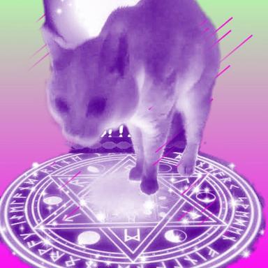 B猫