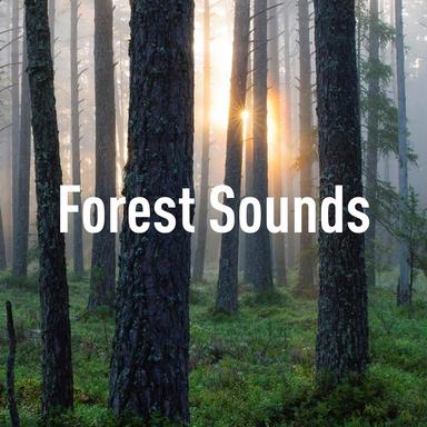Forest Sounds