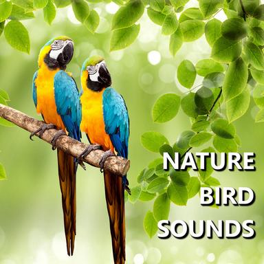 Strong Bird Sounds