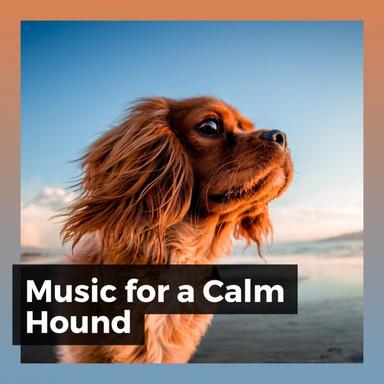 Music for a Calm Hound, Pt. 19