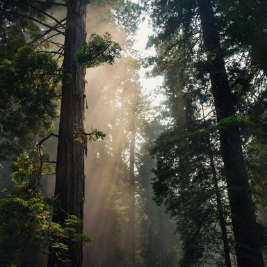 Waking Sounds