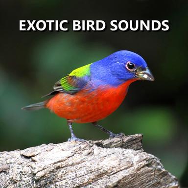 Invigorating Bird Sounds