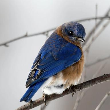 Bird sounds 5 - Loopable