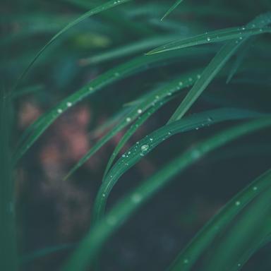 Shower Raindrops