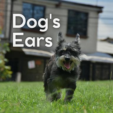 Music to Leave Your Dog Home Alone in Peace, Pt. 19