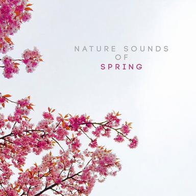 Bird Chirps