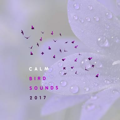 Wide Rain