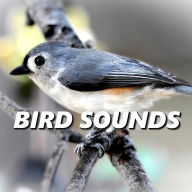 Birds Chirping