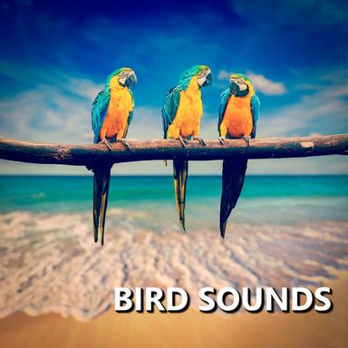 Stimulating Outside Bird Recording