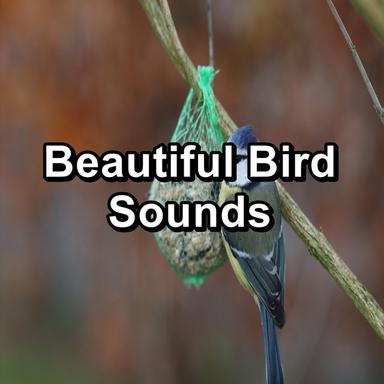Birds Sounds