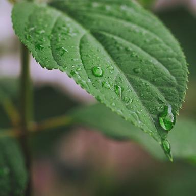 Naturaleza Electrónica