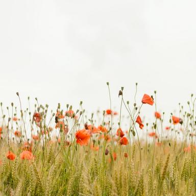 Quiescent Breeze