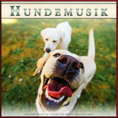 Musik zum Einschlafen für meinen Hund