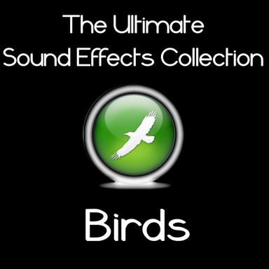Ultimate Sound Effects Collection: Birds
