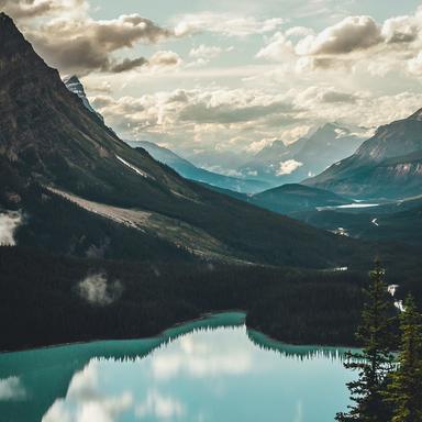 Flowers in Bloom