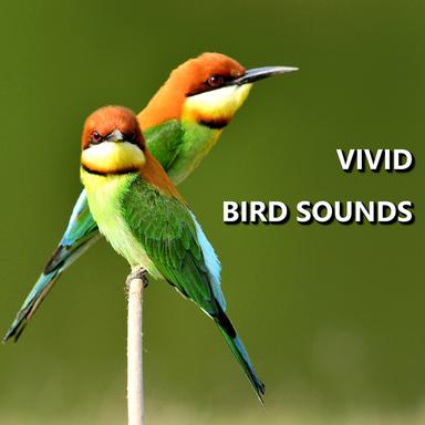 Exceptional Outdoor Bird Recording