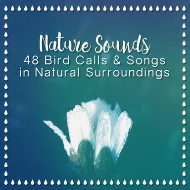 Rain Hut Bird Song