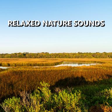 Exquisite Summer Nature Recording
