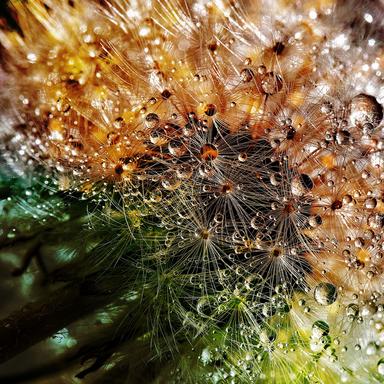 Delicate Droplets