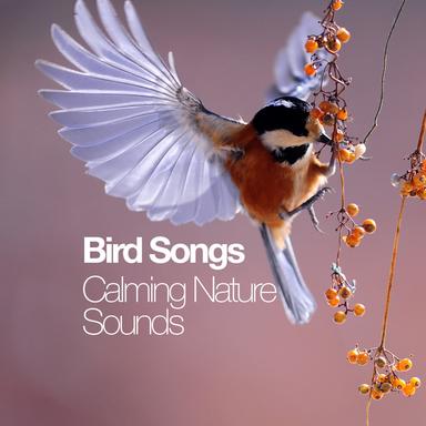Bird River