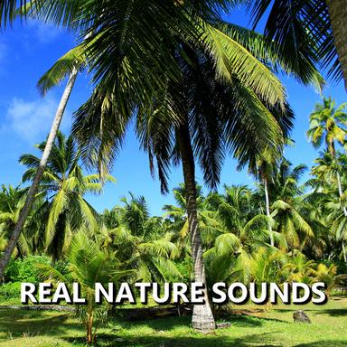 Brilliant Bird Nature Sounds