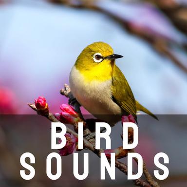 Bird Sounds