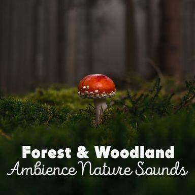 Woodland Birdsong